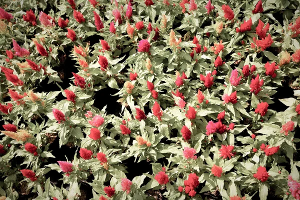Színes virág tollas Kakastaréj vagy Celosia argentea — Stock Fotó