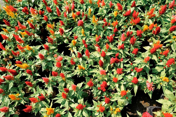 Färgglada fjäderprydda cockscomb blomma eller Celosia argentea — Stockfoto
