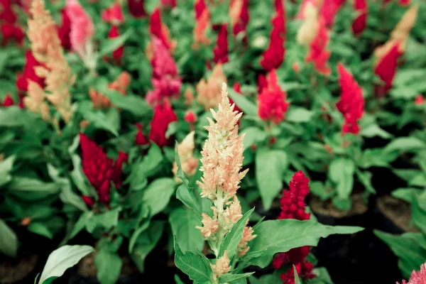 Színes virág tollas Kakastaréj vagy Celosia argentea — Stock Fotó