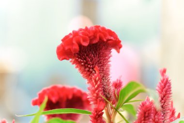 Tüylü cockscomb çiçek veya Celosia argentea renkli