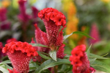 Tüylü cockscomb çiçek veya Celosia argentea renkli