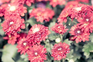 Dahlia Sonbahar Çiçeği Tasarımı. Kopyalama alanı ile.