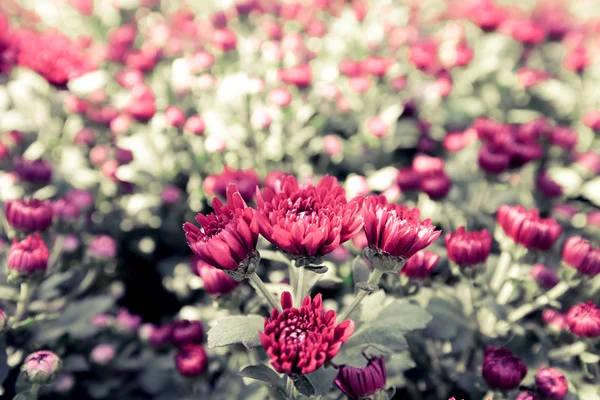 Piękne kwiaty kolorowe jesienne chryzantemy — Zdjęcie stockowe