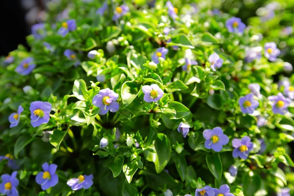 Blomma och vackra kronblad — Stockfoto