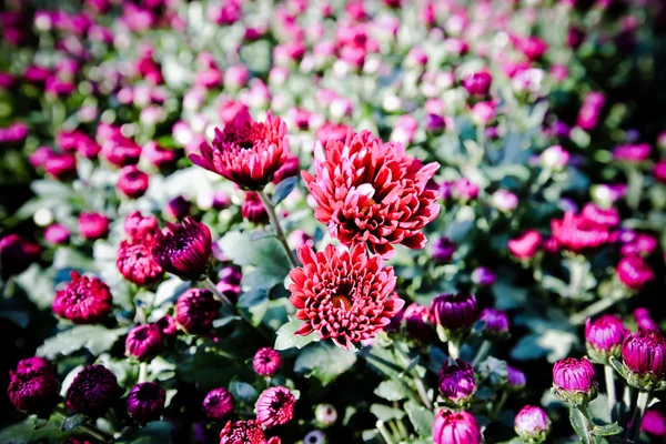 Krásné květiny barevný podzimní chryzantémy — Stock fotografie