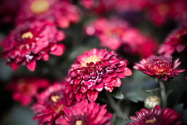 Dahlia Осінній дизайн квітів. За допомогою простору копіювання — стокове фото