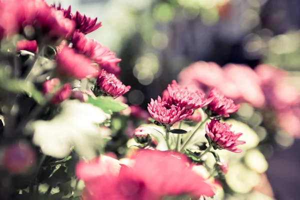 Dahlia Autunno fiore design.With copia-spazio — Foto Stock