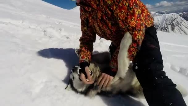 Homem brincando com cão husky — Vídeo de Stock