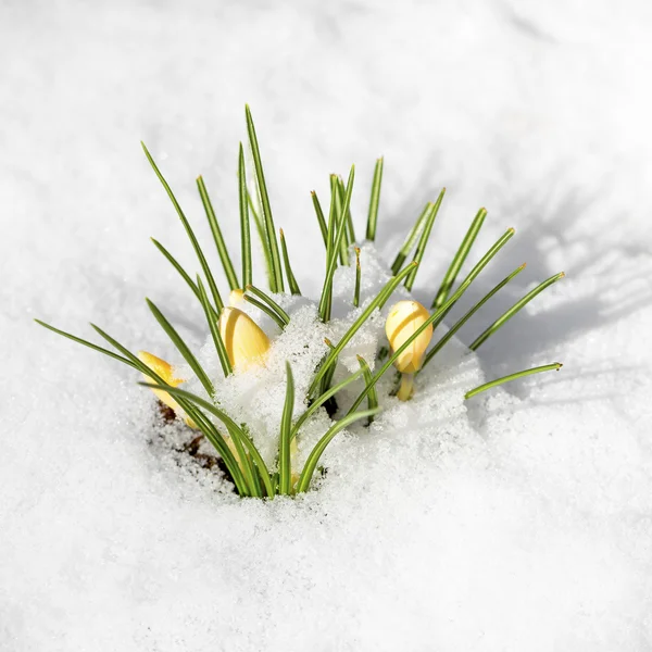 Жовті весняні квіти вкриті снігом — стокове фото