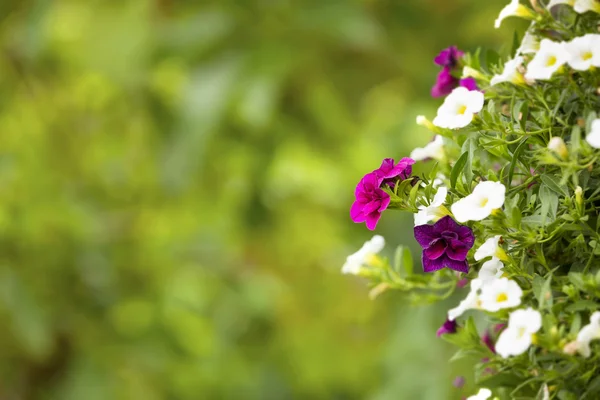 Petunias sobre fondo borroso verde con espacio de copia —  Fotos de Stock