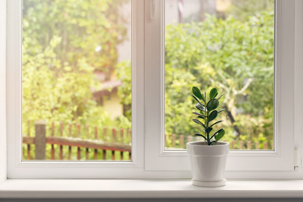 crassula flower in pot on windowsill