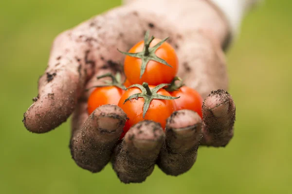 Alimentos naturais - mão de agricultor sujo com tomates frescos — Fotografia de Stock