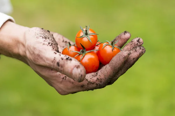 Agricultura ecológica - tomates crus frescos em uma mão de jardineiro — Fotografia de Stock
