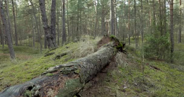 Mann Läuft Auf Waldweg Und Springt Über Umgestürzten Baum Schieber — Stockvideo