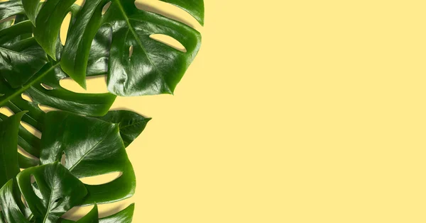 Zielony Liść Monstera Żółtym Tle Liście Tropikalne Przestrzenią Kopiowania — Zdjęcie stockowe