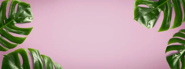 Zielony Liść Monstera Pastelowym Różowym Tle Sztandar Liści Tropikalnych — Zdjęcie stockowe