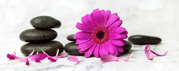 Wet Spa Stones Purple Flower Petals White Marble Background Banner — Stock Photo, Image