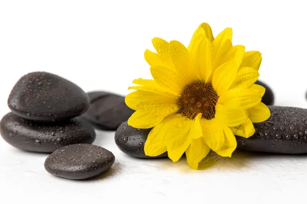 Gelbe Blume Mit Nassen Schwarzen Wellness Steinen Auf Weißem Hintergrund — Stockfoto