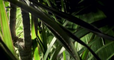 Tropikal yağmur ormanlarının yemyeşil yaprakları arasında kayar.