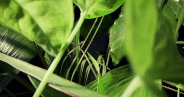 Deslizando Através Exuberante Folhagem Verde Floresta Tropical Selva — Vídeo de Stock