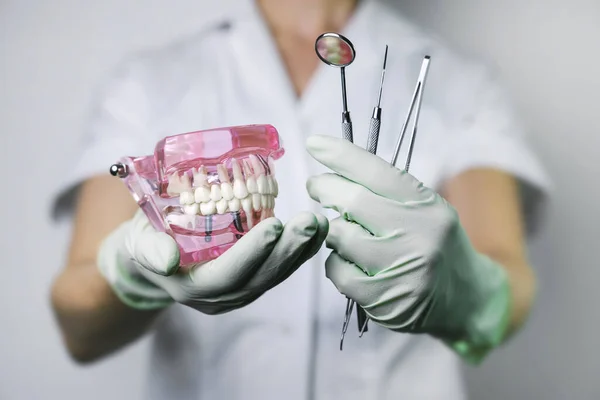 Dentista Segurando Modelo Dentes Mandíbula Ferramentas Dentárias Nas Mãos — Fotografia de Stock