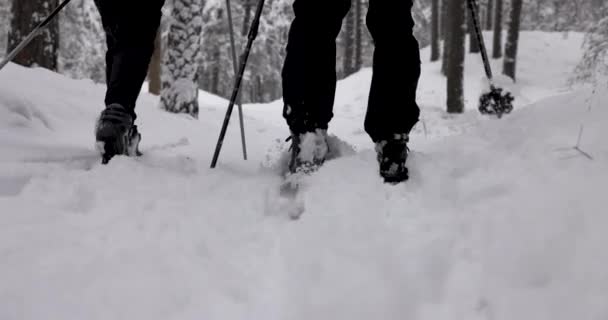 Passeio Esqui Neve Fresca Profunda Close Pessoas Pernas Esquiando Floresta — Vídeo de Stock