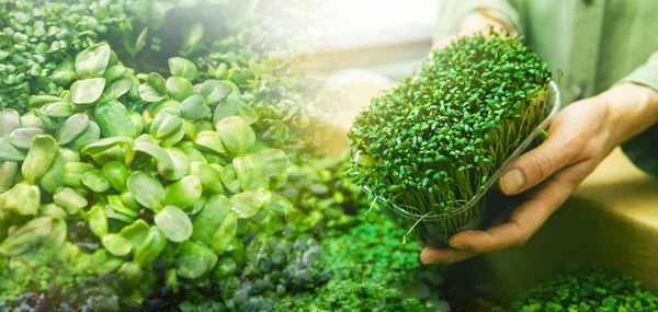 Microgreens Świeże Organiczne Bio Kiełki Przestrzeń Kopiowania Banerów — Zdjęcie stockowe