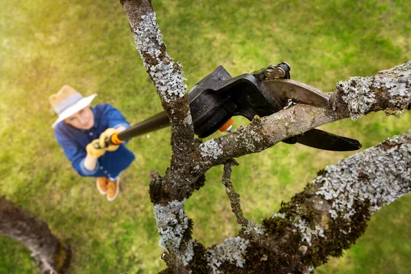 Frau Schnitt Alten Apfelbaum Ast Mit Teleskop Baumschneider — Stockfoto