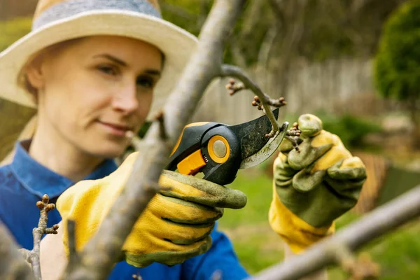 Woman Cut Cherry Tree Branch Pruning Shears Spring Gardening — Stock Photo, Image