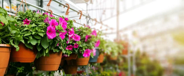 Macetas Petunia Que Cuelgan Tienda Plantas Ornamentales Jardín Espacio Copia — Foto de Stock