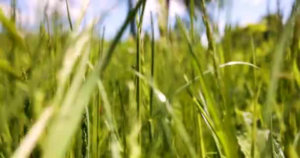 夏の晴れた日にはミツバチと一緒に野の花の草原を滑り — ストック動画