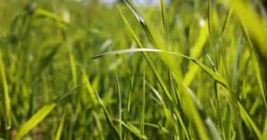 Uzun yeşil çimenlerin arasında kayıyorum. Ağır çekim yakın çekim