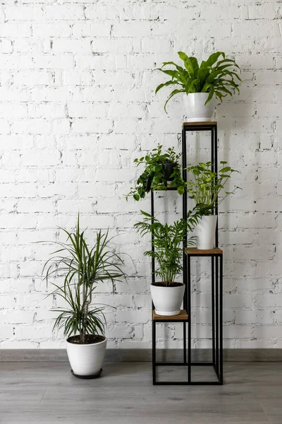 Plantas Verdes Planta Metal Moderno Stand Parede Tijolo Branco Limpar — Fotografia de Stock