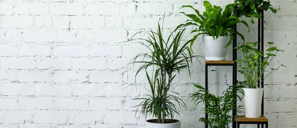 Mistura Plantas Interiores Envasadas Stand Parede Tijolo Branco Plantas Sala — Fotografia de Stock