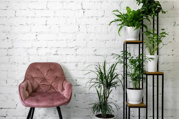 Moderno Minimalismo Interno Con Sedia Rosa Stand Con Piante Appartamento — Foto Stock