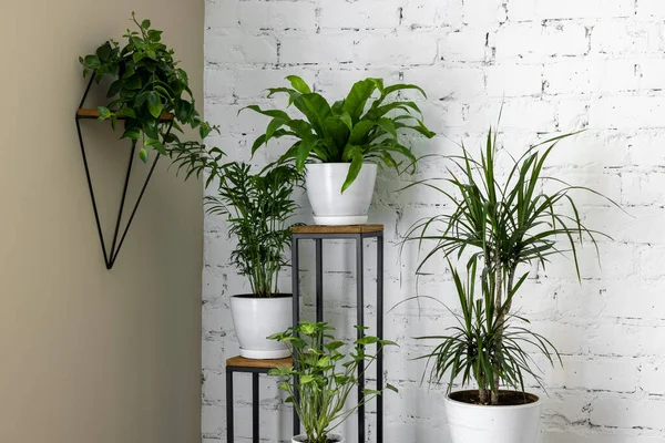 Green Houseplants Stand White Brick Wall Living Room Air Purifying — Stock Photo, Image