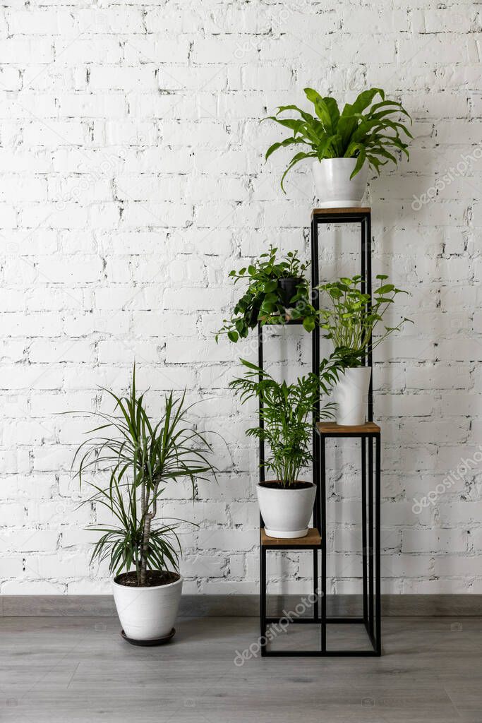 green houseplants on modern metal plant stand by white brick wall. clean fresh air at home