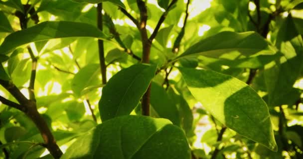 Deslizándose Través Exuberante Follaje Verde Árbol Hoja Primer Plano — Vídeo de stock