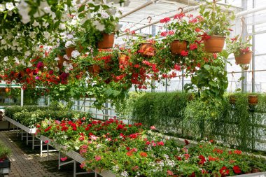 Süslü bahçe bitkileri ve çocuk serasında pelargonyum çiçekleri.
