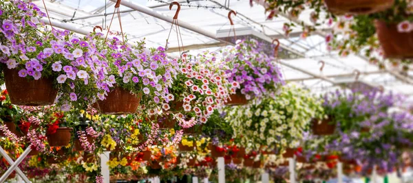 Bunte Blumentöpfe Hängen Der Mitte Der Zierpflanzen Kopierraum Für Banner — Stockfoto