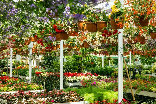 販売のためのカラフルな花や観賞用植物とガーデンセンターの温室 — ストック写真