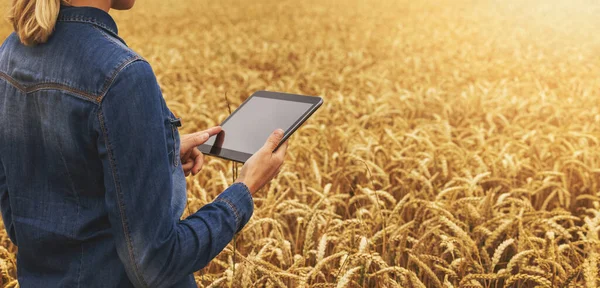 Agricoltura Intelligente Agricoltore Moderno Che Lavora Con Tablet Digitale Campo — Foto Stock