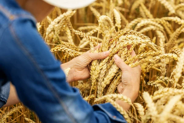 Fermier Verifica Calitatea Cerealelor Grâu Spikelets Domeniul Cerealelor — Fotografie, imagine de stoc