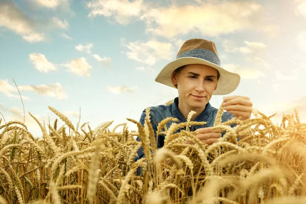 Agronomo Donna Controllano Qualità Delle Colture Frumento Campo Cerealicolo Copia — Foto Stock