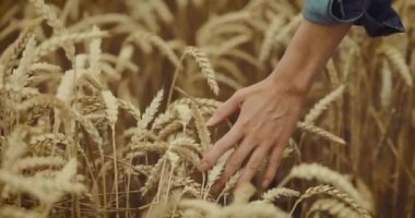 farmer hand touch the wheat spikelets while walking in cereal field. slow motion
