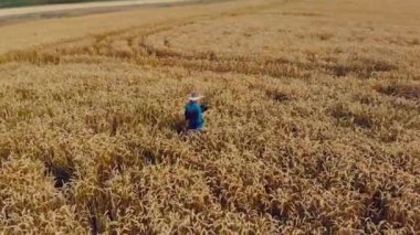 Akıllı çiftçilik - mısır gevreği tarlasında dijital tabletle çalışan modern çiftçi. hava görünümü