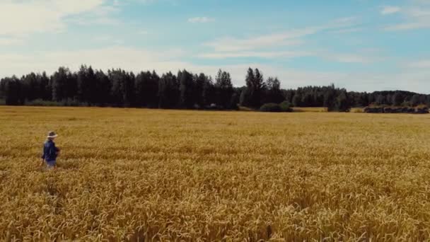 Mujer Caminando Por Campo Cereales Oro — Vídeo de stock