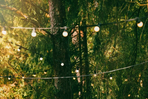 森の木の枝に吊るされたパーティー用ストリングライト イベントの装飾 — ストック写真