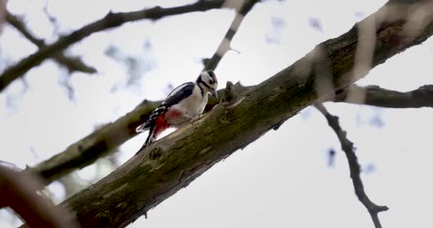 Grand Pic Tacheté Picorant Sur Une Branche Pin — Video