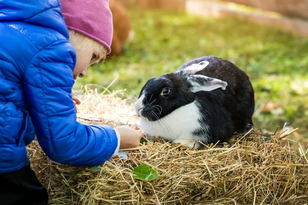Little Girl Feeding Rabbit Grass Mini Zoo — Stock Photo, Image
